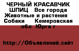 ЧЕРНЫЙ КРАСАВЧИК ШПИЦ - Все города Животные и растения » Собаки   . Кемеровская обл.,Юрга г.